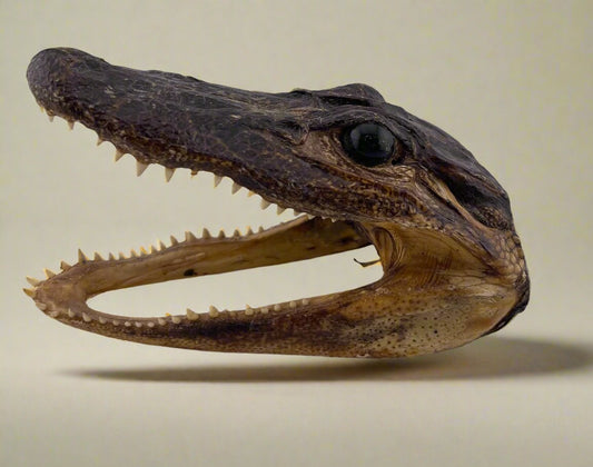 5" Caiman (Crocodile) Taxidermy Skull